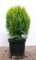 Thuja orientalis 'Aurea Nana' 40-50 cm - Gold-Lebensbaum, kompakt wachsend, ideal für Hecken und Kübel, immergrün, pflegeleicht und winterhart