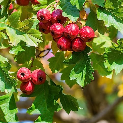 20 pcs weißdorn pflanzen samen - bäume kaufen nachhaltige geschenke für frauen,Crataegus pinnatifida,weissdorn bäume garten winterhart pflanze bohnenkraut spalierobst bäume bonsai