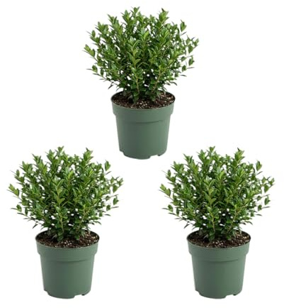 Bloomique - Set di 3 - Ilex Crenata Jenny - Agrifoglio giapponese - Gaultheria - Resistente - Piante da balcone - Altezza 10-20 cm - Vaso 10 cm