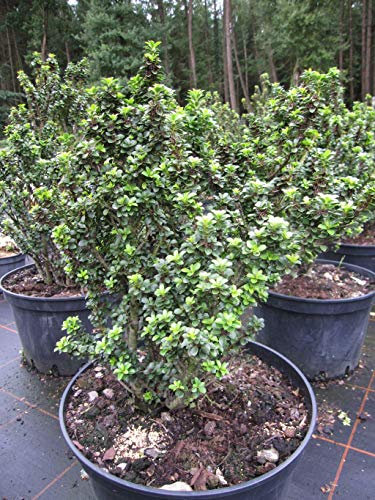 Ilex crenata Green Dragon - Bonsai-Ilex Green Dragon