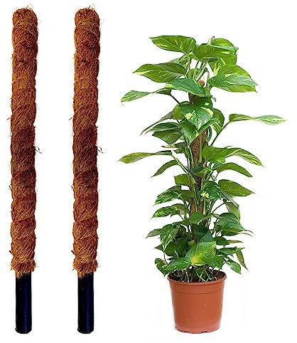 Jardinlife Tutor Fibra de Coco Natural para Plantas Trepadoras y Enredaderas, Guía para Las Raíces (Pack 2 unds 150 cm)