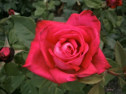 Edelrose Mainauduft ® (Container)