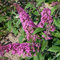 Sommerflieder, Buddleja davidii 'Pink Delight', rosa, Topf 5 lt.
