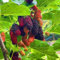 300 pcs maulbeeren baum samen obstsamen pflanztöpfe garten geschenk Morus alba,maulbeerbaum maulbeere spalierobst plant dekopflanzen frisches obst topfpflanzen draußen winterhart obstbäume