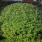Liguster samen, liguster heckenpflanzen, samen anzucht，gartenpflanzen pflanzensamen，pflanzen winterhart draußen bonsai topf，stauden，Farbenprächtige pflanztöpfe，säulenobst，nachhaltige 150pcs