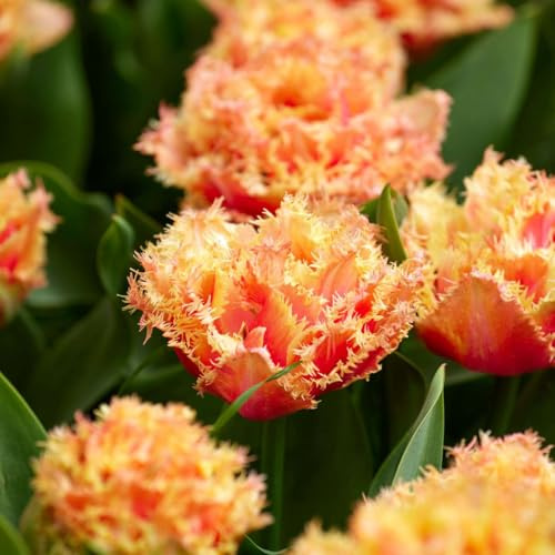 Plant in a Box - Tulipa Brisbane - Blumenzwiebeln x20 - Tulpe - Pink - Tulpen aus Holland