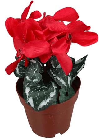 Holibanna Künstlicher Bonsai Mit Roter Seidenblume Im Topf Lebensecht Pflegeleicht Dekorative Kunstpflanze Für Wohnzimmer Büro Desktop Und Stilvolle Wohnraumgestaltung
