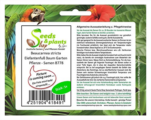 Stk - 5x Beaucarnea stricta Elefantenfuß Baum Garten Pflanze - Samen B778 - Seeds & Plants Shop by Ipsa