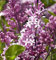 Hochstamm Zwergflieder Meyers Palibin 80-100cm - Syringa meyeri