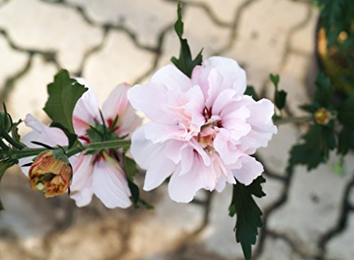 Hibiskus Leopoldii rosa Blüte Hibiskus Eibisch Leopoldii Hibiscus Leopoldii Containerware 60-80 cm hoch,