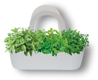 P. Piantine da Orto | Aromibag Bianca Composta da 3 Aromi: Menta Piperita, Menta Glaciale, Menta Spicata, Piante Vere, Idea Regalo, Vivaio Italiano