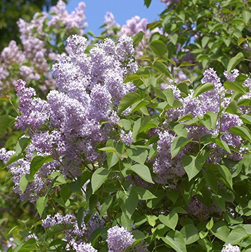 Wildflieder 80-100cm - Syringa vulgaris - lebende Gartenpflanze aus den Baumschulen