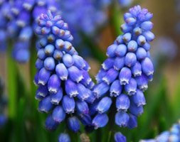 50 bulbos de jacinto de uva (Muscari armeniacum )
