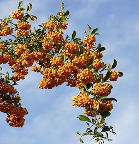 Feuerdorn Sahpyr Jaune 80-100cm - Pyracantha - lebende Gartenpflanze aus den Baumschulen