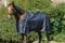 Ekkia Riding World Outdoordecke Weidedecke ECO 600D Marineblau 50g, Deckengröße 6'0/135cm