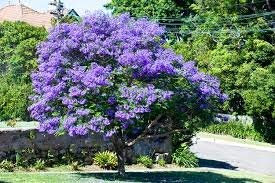 Nuovo Jacaranda Mimosifolia - Jacaranda, Jacaranda mimosifolia, Blu Flowering Tree, 10 + Seeds!