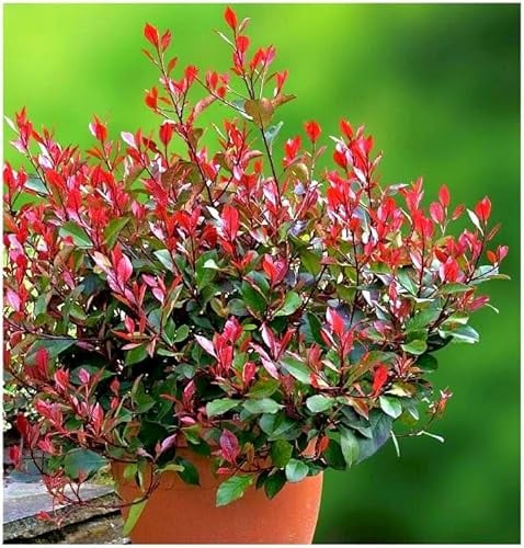 GrowOn Shrubs [x3] Photinia x Fraseri 'Little Red Robin' | Multi-Pack | Evergreen Shrubs | Outdoor Garden Ready Plants | Spring Flowering | Creamy White Flowers