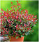 GrowOn Shrubs [x3] Photinia x Fraseri 'Little Red Robin' | Multi-Pack | Evergreen Shrubs | Outdoor Garden Ready Plants | Spring Flowering | Creamy White Flowers
