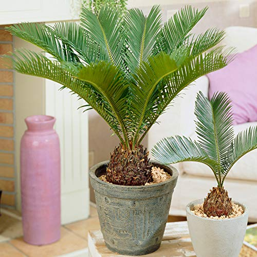 Cycas Revoluta | Sagoutier d'intérieur de 30 à 40 cm | Plante d'intérieur à Vendre