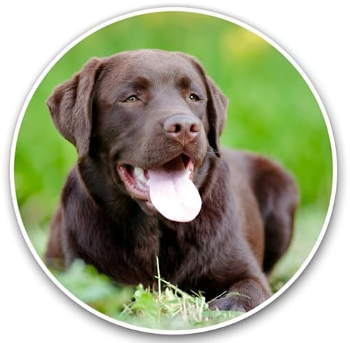 Autoaufkleber 22cm(8.7 Inch) Labrador Aufkleber Lustig 3D Autoaufkleber Braun Labrador Reflektierende Auto Aufkleber Brown Labrador Car Sticker Haustier Hund Wasserdichte Aufkleber