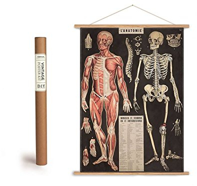 Cavallini Vintage Poster Set mit Holzleisten (Rahmen) und Schnur zum Aufhängen, Motiv Anatomie, Skelett