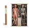 Cavallini Vintage Poster Set mit Holzleisten (Rahmen) und Schnur zum Aufhängen, Motiv Anatomie, Skelett