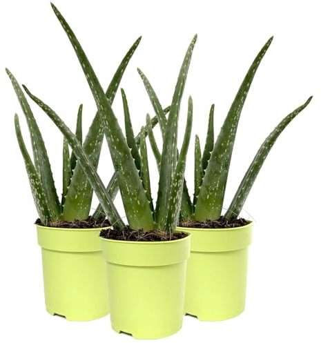 Aloe vera, Topf-Ø 12 cm, Höhe ca. 20-30 cm, 3er-Set