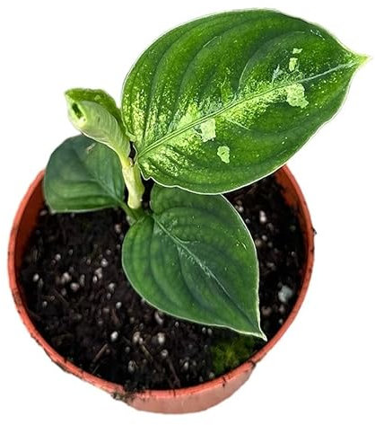 Aglaonema Pictum Bicolor - Kolbenfaden - Zimmerpflanze - Ø10,5cm - ↑15cm