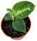 Aglaonema Pictum Bicolor - Kolbenfaden - Zimmerpflanze - Ø10,5cm - ↑15cm