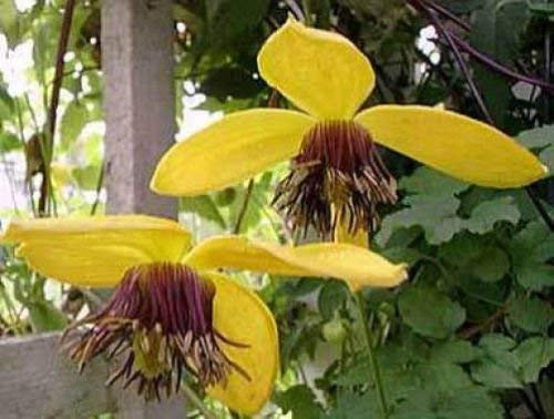Clematis Serratifolia oro Tiara 10 halb