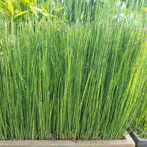 Winter-Schachtelhalm 1L - Es verleiht Ihrem Garten eine exotische Atmosphäre