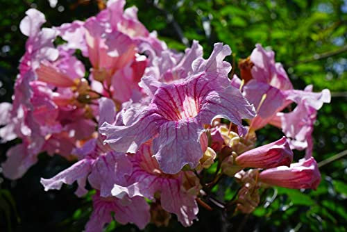 hansepuzzle 20478 - Rosa Trompetenwein Puzzle 2000 Teile - Natur Motiv mit hochwertiger Aufbewahrung: Kartonbox und wiederverschließbarem Beutel - Format 90 × 60 cm