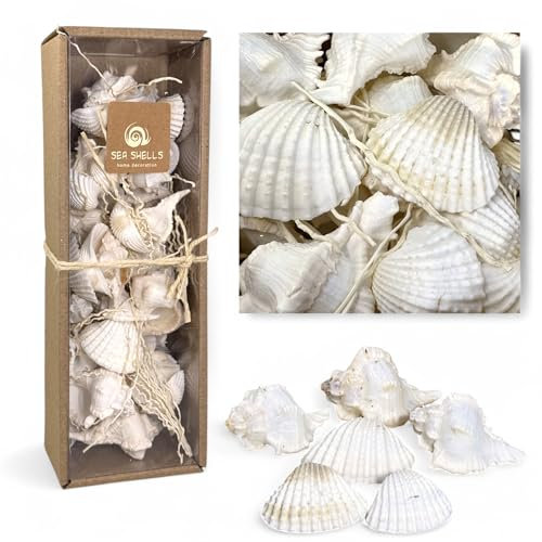MIJOMA Deko Muschelset – Natürliche Muscheln für kreative Dekoration – Perfekt für Maritime Themen, Hochzeiten & DIY-Projekte (Weiß, Große Box - ca. 50 Stück)