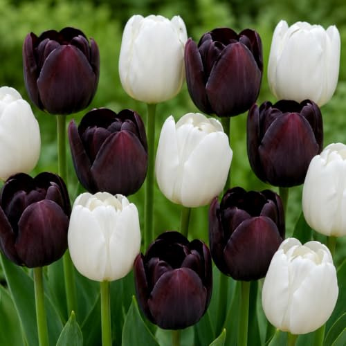 Tulpenzwiebeln Winterhart Mehrjährig - Black and White Mix - 20 Stück | Echte Pflanzen aus Holland, Blumenzwiebeln für Garten Garten, Töpfe und Balkon (große Knollen, kein Samen, nicht künstlich)