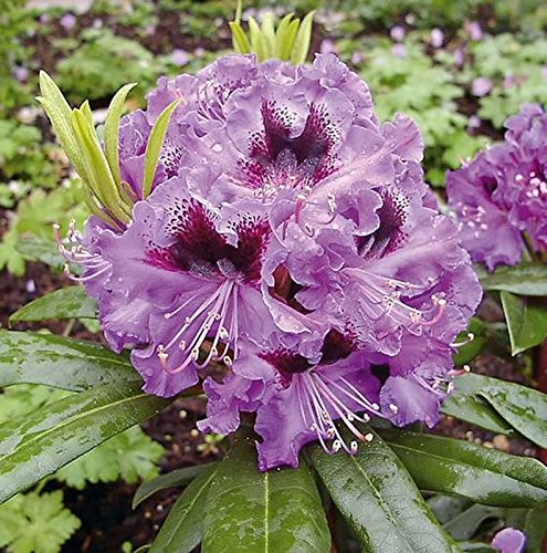 Großblumige Rhododendron Blaue Jungs 70-80cm - Alpenrose - Gartenpflanze