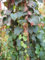 Parthenocissus tricuspidata Veitchii - Dreilappige Jungfernrebe (Weinrebengewächs) 60-100 cm