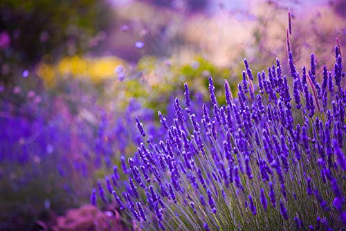 LAVENDEL - Lavendula angustifolia vera - 300 SAMEN - erstaunlich duftende STAUDE