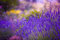 LAVENDEL - Lavendula angustifolia vera - 300 SAMEN - erstaunlich duftende STAUDE