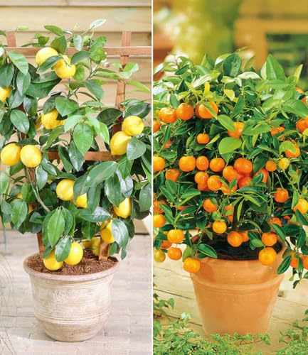 BALDUR Garten 4er Set Zitronen- & Orangenbaum, Pflanzen im 12 cm-Topf