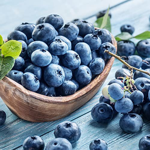 50 semi di piante di mirtillo selvatico mirtillo semi biologici alberi da frutto frutta fresca piante da balcone giardino esotico resistente per gli amanti del giardino