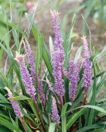 Liriope muscari 'Big Blue' 11x11 cm Topf – Winterhart, Mehrjährig, Pflegeleicht – Lilientraube – Bodendecker für Schatten & Beet