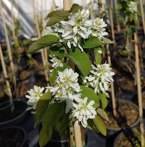 Felsenbirne `Obelisk´, Amelanchier alnifolia, aufrecht wachsend, 40-60cm im Topf