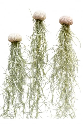 3er-Set Quallen mit rosa Seeigeln und spanischem Moos Tillandsia | Geschenk