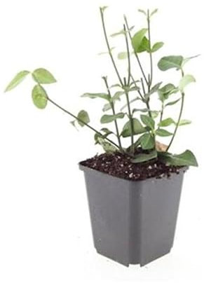 Exotenherz Bodendecker - Purpur-Kriechspindel - Euonymus fortunei 'Coloratus' - 9cm Topf - Set mit 60 Pflanzen