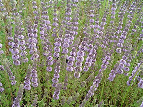 Polei-Minze, Mentha pulegium 250 Samen (Pennyroyal)