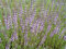 Polei-Minze, Mentha pulegium 250 Samen (Pennyroyal)