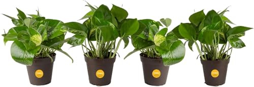 Costa Farms Golden Pothos, Live Indoor Plant, Trailing Vine, Air Purifying