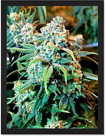 Doppelganger33 LTD Nature Cannabis Marijuana Weed Plant Large Framed Art Print Poster Wall Decor 18x24 inch Supplied Ready To Hang