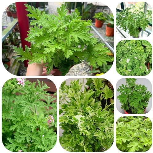 semi di geranio limone - piante resistenti in vaso decorazione di piante esotiche giardino erbe aromatiche semi fiori prato - Serie rare - erbacee fiori geranio limone profumati 60pcs