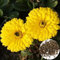 200 Unids/Bolsa Semillas de Caléndula Semillas de Flores Anuales Semillas de Jardín Decorativas Naturales Al Aire Libre Semillas de Caléndula de Luz Débil Decoración de Patio Amarillo